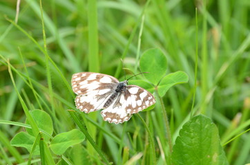 Demi-deuil (Melanargia galathea)