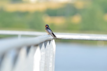Hirondelle rustique (Hirundo rustica) © Emmanuelle KUHN