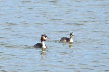 Grèbe huppé (Podiceps cristatus)