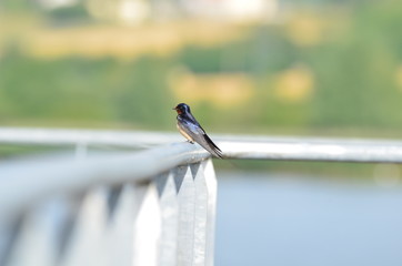 Hirondelle rustique (Hirundo rustica) © Emmanuelle KUHN