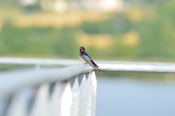 Hirondelle rustique (Hirundo rustica) © Emmanuelle KUHN