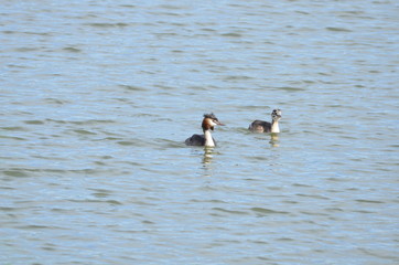Grèbe huppé (Podiceps cristatus)