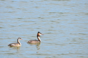 Grèbe huppé (Podiceps cristatus)