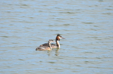 Grèbe huppé (Podiceps cristatus)
