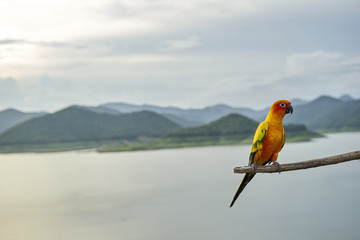 The Parrot is on a twig with a background of sky and mountains.