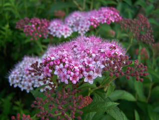 Obraz premium Pink Flowers
