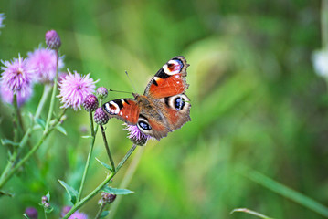 Beautiful butterfly on a pink flower
