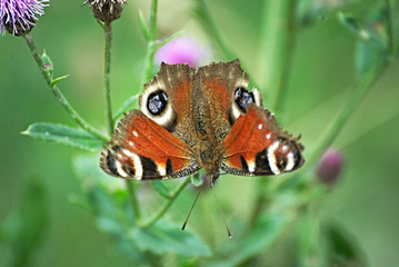 Beautiful butterfly on a pink flower