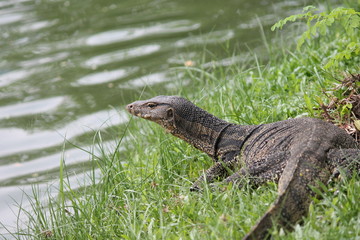 monitor lizard thailand wild dangerous 