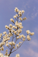 Mandelblüte