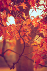 Colorful autumn in park.