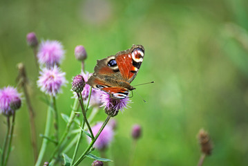 Beautiful butterfly on a pink flower