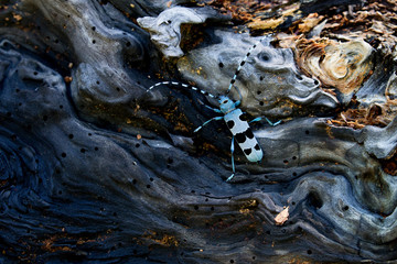 Rosalia alpina on a dead beech. Abruzzo, Italy