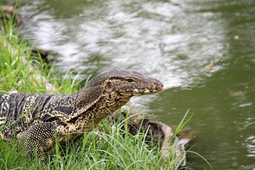 monitor lizard thailand wild