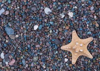 Starfish on colored sand