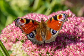 Dagpauwoog © Marjan