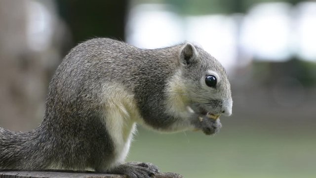 The squirrel eat nut on the stump in the park. No Sound.