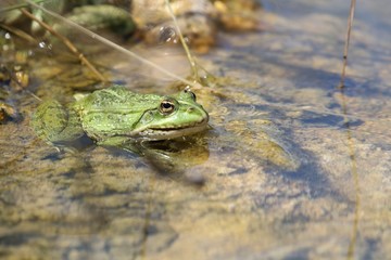 Grenouille verte en éveil