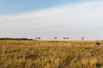 Fototapeta na wymiar impala or antelopes grazing in savannah at africa