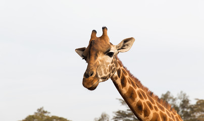 giraffe in africa