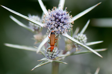 Erygnium with shield bug