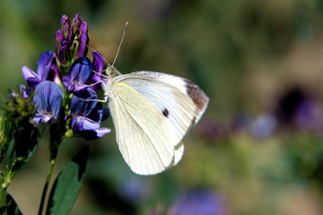 Papillon