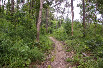 Walking in the woods is a small way.
