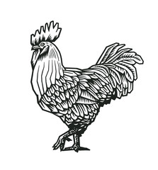 Fototapeta na wymiar Rooster or cock hand drawn in medieval engraving style. Gorgeous farm bird isolated on white background. Vector illustration in monochrome colors for banner, print, restaurant logo, advertisement.