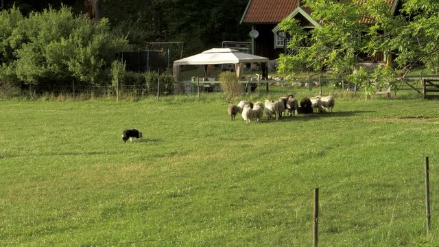 Trening Border Collie