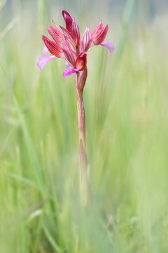 Serapias, wild orchid