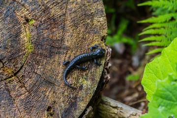 alpensalamander am