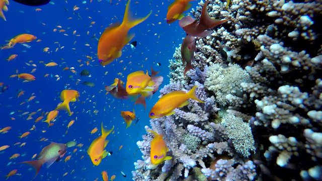 Life in the ocean. Tropical fish and coral reefs. Beautiful corals. Underwater life in the ocean.  Minimal video processing. Natural environmental conditions.