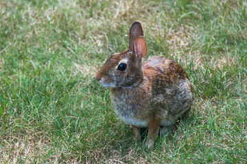 Rabbit sitting in a field or yard