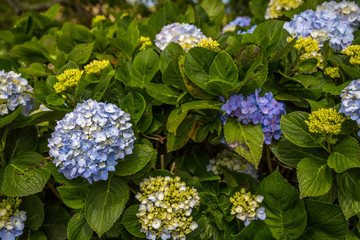 Hydrangeas, beautiful bush of hydrangea flowers in a garden