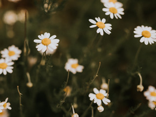 Chamomile