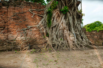 Ayutthaya Buddha Head statue with trapped in Bodhi Tree roots at Wat Maha That (Ayutthaya). Ayutthaya historical park ,Thailand
