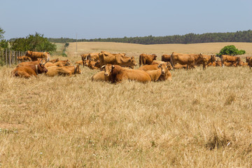 Cows in a farm in Porto Covo
