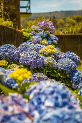 Hydrangeas, beautiful bush of hydrangea flowers in a garden