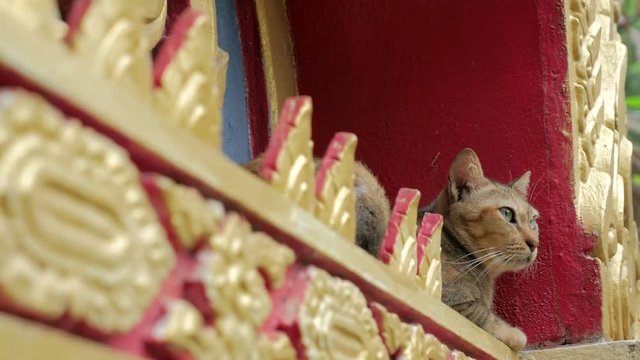 cute stray cat in buddhist temple in thailand. 
