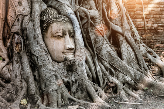 Ayutthaya Buddha Head statue with trapped in Bodhi Tree roots at Wat Maha That (Ayutthaya). Ayutthaya historical park ,Thailand