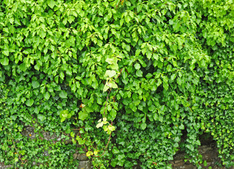 Fototapeta premium Wall covered with ivy