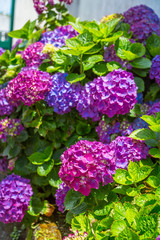Hydrangeas, beautiful bush of hydrangea flowers in a garden