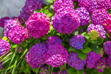 Hydrangeas, beautiful bush of hydrangea flowers in a garden