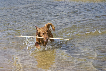 Dog Plays on the Beach