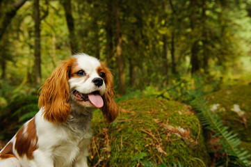 Cavalier King Charles Spaniel dog portrait in lush forest