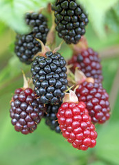 Brombeeren, Rubus, Früchte, Blackberries