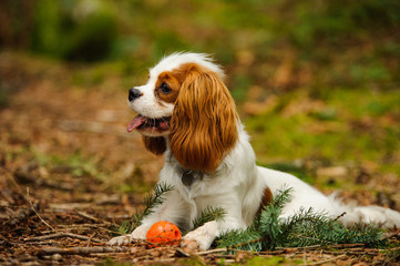 Cavalier King Charles Spaniel dog lying down with orange ball