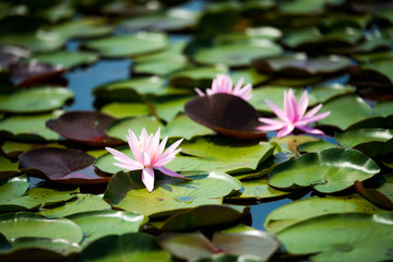 Waterlily and Lily pads in Peaceful Tranquil Pond