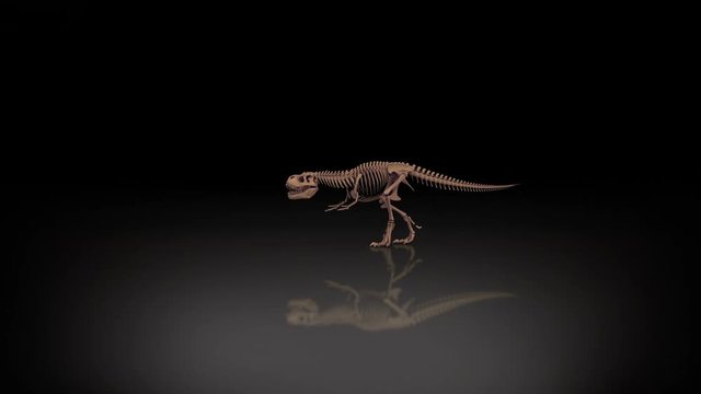 Trex skeleton walking, roaring 3D animation, alpha channel