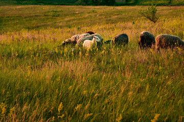 Landscape sunset sheep graze on the slopes of the mountains in summer near the forest